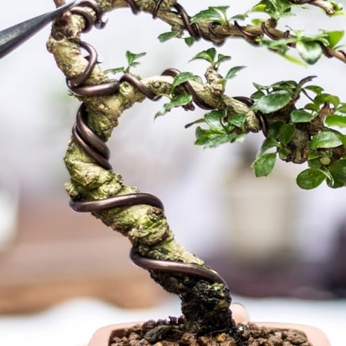 Bonsai Training Wire 3mm x 41ft Anodized Aluminum Brown view 5